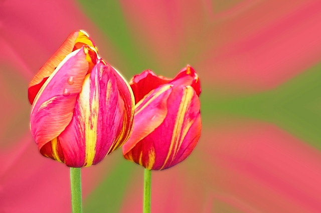 dva tulipány